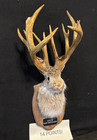 14 Pt Jackalope Whitetail Antlers Home Decor Gifts  one Of One Thousand  40 Left