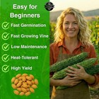 25  Bitter Melon Heirloom Vegetable Seeds For Planting  Momordica 25  Green
