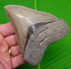 Megalodon Shark Tooth Real Fossil 4 80      Georgia  Usa - Collector Grade