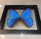 Real Blue Morpho Butterfly 7 75x6 75 Double Glass Framed