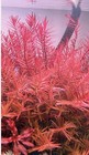 Rotala Blood Red Live Aquarium Plant - Freshwater Tropical  Beginner  12 Stems 