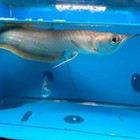 Black Arowana With Fire Tail - 5-6in - Very Unique Fish - Pellet Trained