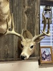 Whitetail Mount Shoulder Mount Taxidermy