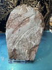 Fossil Crinoid Mahoumacrinus Sp  With Calyx     Erfoud Region  Morocco Ey12  1