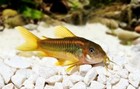 Spirulina Super Mix  Great For Plecos  Catfish  Shrimp  Crayfish  Snails  Gb-60