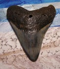 Megalodon Shark Tooth 3 7 8  Shark Teeth Huge Jaw Fossil Stunning  Polished