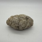Fossilized Indiana Geode Quartz Crystal Whole Agate Crinoid Calyx 565g