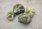 Green Silver Mouth Turbo Seashell Turbo Argyrostoma  4 Shells Approx  1  Inches 