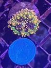 Lps Wysiwyg Og Godzilla Mushroom Coral