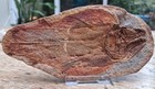 Coelacanth Fossil Fish  positive   Negative  - Madagascar - Triassic Period