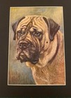 Vintage 1934 Mastiff - F t  Daws  - Custom Matted - Dog Art Print Gift