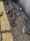 12  Coturnix Quail Hatching Eggs      Assorted Colors  And Sizes     High Hatch Rate