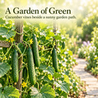 Long Burpless Cucumber Seeds - 100 Seeds For Sunny Gardens And Climbing Vines