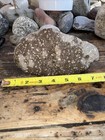 Rocks For Sale  Porphyry Stone 3 Lbs Solid 7    X 4   