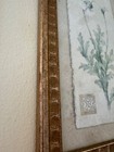 Vintage Botanical Print White Anemone Flower Asian Style Brown Frame Wall Art