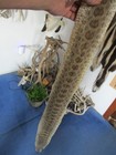 Rattlesnake Skin Prairie Rattle Snake Hide Dry Tanned Wrap Pen Blanks 40 In  G1