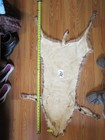 Tanned Bobcat Pelt hide skin With Feet Claws Soft  Winter Fur  New Shippment