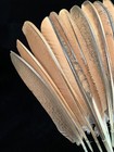 20 Peacock Flight Feathers Wings 10l  10r  13   To 16    Lot 16