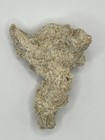 Soft-body Invertebrate Fossil   360   In   the   round Specimen   3d Relief   Medium