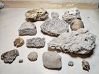 Door County  Wisconsin Fossil Mixed Lot 16 Piece -  Silurian Favosites Halysites