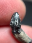 0 67  Baby Waipatiid Extinct Dolphin Species Fossil Tooth Summerville  Sc