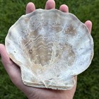 Large 5 9    Fossil Chesapecten Scallop Seashell Va Megalodon Era  Great Condition