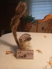 Squirrel Koozie