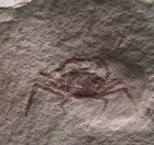 Two Miocene Fossil Pea Crabs Pinnixa Galliheri Monterey Fm San Luis Obispo Ca