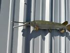 30  Longnose Gar Half Mount Fish Replica - In Stock   Ready To Ship