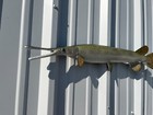 30  Longnose Gar Half Mount Fish Replica - Quick Production