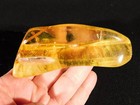 Big  90 Million Year Old Polished Fossil Amber 100  Natural Colombia 63 9gr