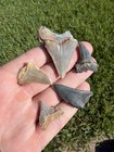 Lot Of Megalodon Family  Mako    Great White  Real Shark Tooth Fossils