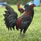 6 showme Black William  Mcrae Fertile Gamefowl Hatching Eggs    rare Opportunity   