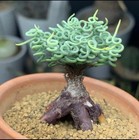 Bulbine Torta Succlent Caudex  1 5 Cm Flowering Size