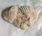 Trilobite Fossil Fragment     Elrathia Thorax     Bald Knob Ranch Texas Find