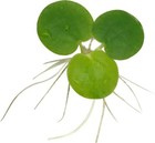 Cheap   Healthy Pest Free Amazon Frogbit Floating Plants For Aquarium And Pond