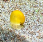 Yellow golden Mystery Snails Set Of 5 Live Freshwater Aquarium Live Fish