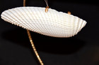 Natural Handcrafted Shell Christmas Ornament  nativity In Florida Angel Wing nib