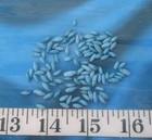   Rice Shells   Vintage    100    Medium-blue   Shellcraft  Sailors Valentines  