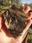 Interesting Petrified Wood Slab Multicolor Live Edge Utah Druzy 3 75 x2 75 