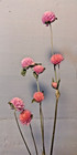 Dried Globe Amaranth Flowers Bulk Lot Over 100 Heads Purple   Pink Gomphrena