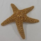 Starfish Real Dried Nautical Decor 7    Ocean Beach Natural