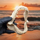 Shark Jaws 20cm 3d Printed Great White Replica Mini Megalodon Ornament