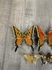 Vintage Butterfly Magnets Gold Tone And Enamel - Set Of 9