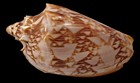 Cymbiola Nusatenggara - New Species And Great Pattern