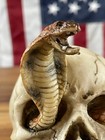 Cobra Snake In Skull Beer Tap Handle Kegerator Resin Zombie