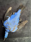 Stunning Fairy Bluebird Perfect    