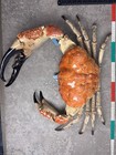 Pseudocarcinus Gigas Giant Tasmanian King Crab Taxidermy cleaned And Filled