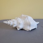 16  Florida Horse Conch Shell