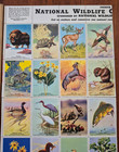 1941 National Wildlife Federation Poster Stamps  1 2 Sheet Of Stamps  All Unused